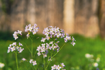 light purple flower on meadow in front of a shed close up