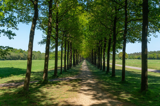 Trees growing along the Groeneveld lane near Baarn in Utrecht (The Netherlands)