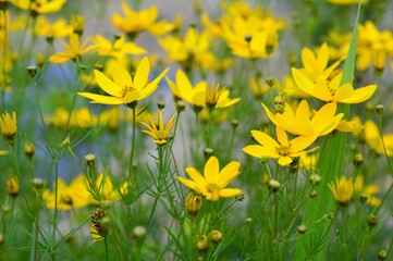 イトバハルシャギク 糸葉波斯菊