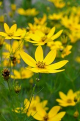 イトバハルシャギク 糸葉波斯菊