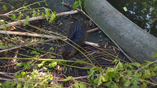 Nutria eat young tree branches and bark. Wild animals. Swamp beaver or otter