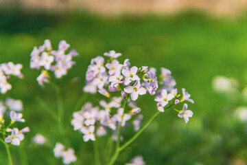 light purple violet flower on meadow macro