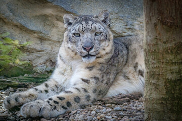 snow leopard portrait