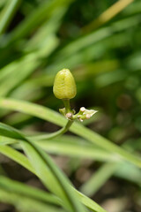 Daylily Stella de Oro