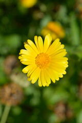 Garden marigold