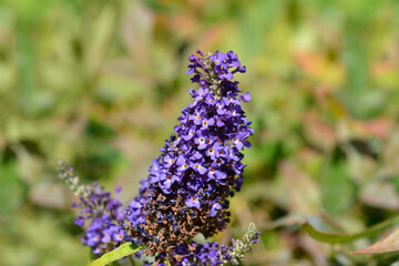 Summer lilac Buzz Midnight