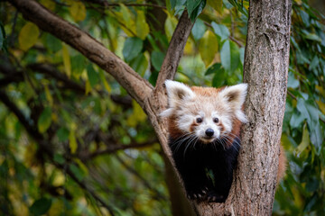 baby red panda on the tree
