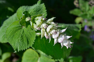 Clary sage