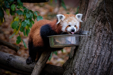 red panda eating bamboo