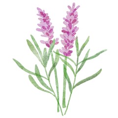 Lavender bush. Hand drawn watercolor.