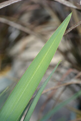 Obraz premium Blue flax lily