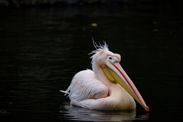 portrait of a pelican