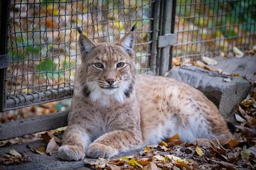 Photo sur Plexiglas Lynx portrait of a lynx