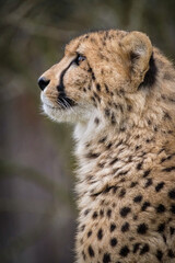 portrait of a cheetah