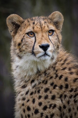 Plakat portrait of a cheetah