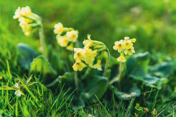 yellow primroses on green lawn closeup in a garden from top