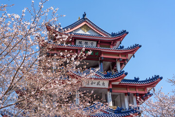 Aerial photography of Meihua Mountain in the Ming Xiaoling Mausoleum Scenic Spot in Nanjing, Jiangsu Province, China in spring