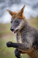 kangaroo in the park