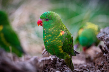rainbow lorikeet in the tree