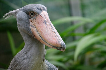 portrait of shoebill