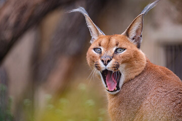 Obraz premium portrait of caracal