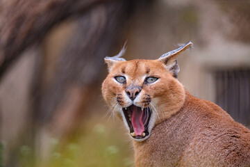 Obraz premium portrait of caracal