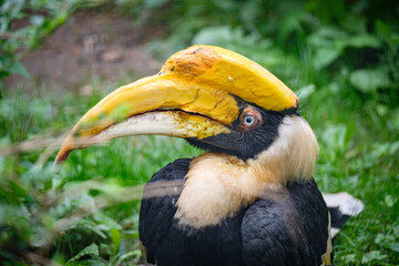 yellow billed hornbill