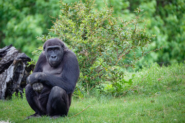 female gorilla in the grass