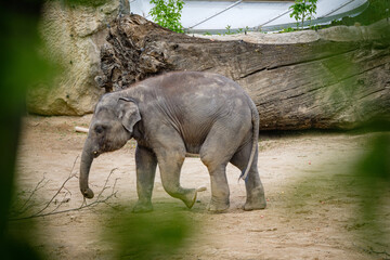 baby elephant in zoo