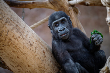 portrait of gorilla
