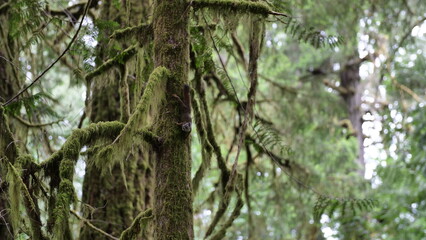 Squirrel in Forrest