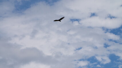 Turkey Vulture