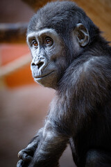 Obraz premium portrait of gorilla