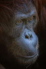 close up of orangutang