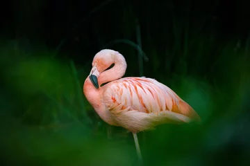 Gardinen pink flamingo bird © Jim Barris