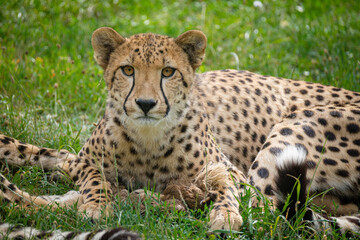 cheetah in the grass