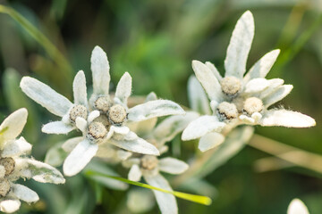 Stella Alpina, Edelweiss flower, Alpine Edelweiss flowers, photo of a rare mountain white flower...