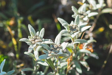 Stella Alpina, Edelweiss flower, Alpine Edelweiss flowers, photo of a rare mountain white flower between rocks taken on French - Italian Alps, close up