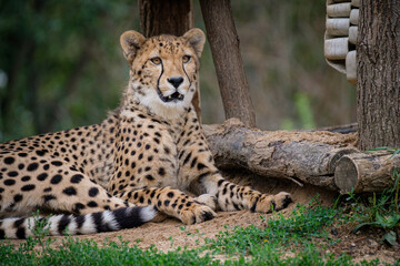 cheetah resting in the grass