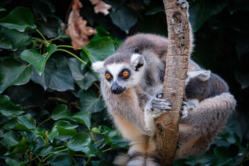 lemur on a tree