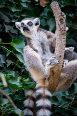 lemur on a tree