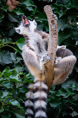lemur on a tree © Jim Barris