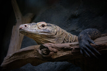 iguana on a rock
