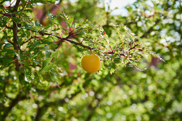 Śliwa mirabelka ,Prunus domestica subsp. syriaca , żółta - obrazy, fototapety, plakaty