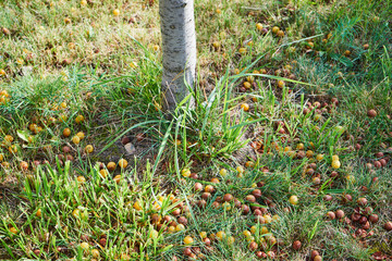 Śliwa mirabelka ,Prunus domestica subsp. syriaca , żółta
