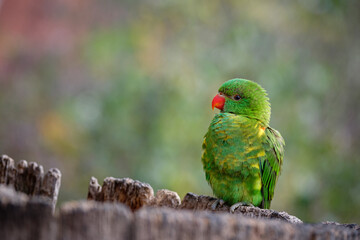 lorikeet parrot