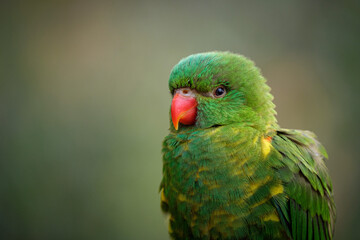 lorikeet parrot