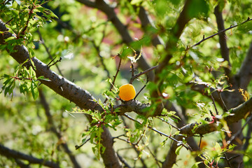Śliwa mirabelka ,Prunus domestica subsp. syriaca , żółta