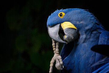 blue and yellow macaw ara