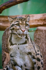 clouded leopard on the tree